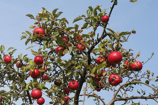 Apple farmers continue to battle deadly pests and diseases