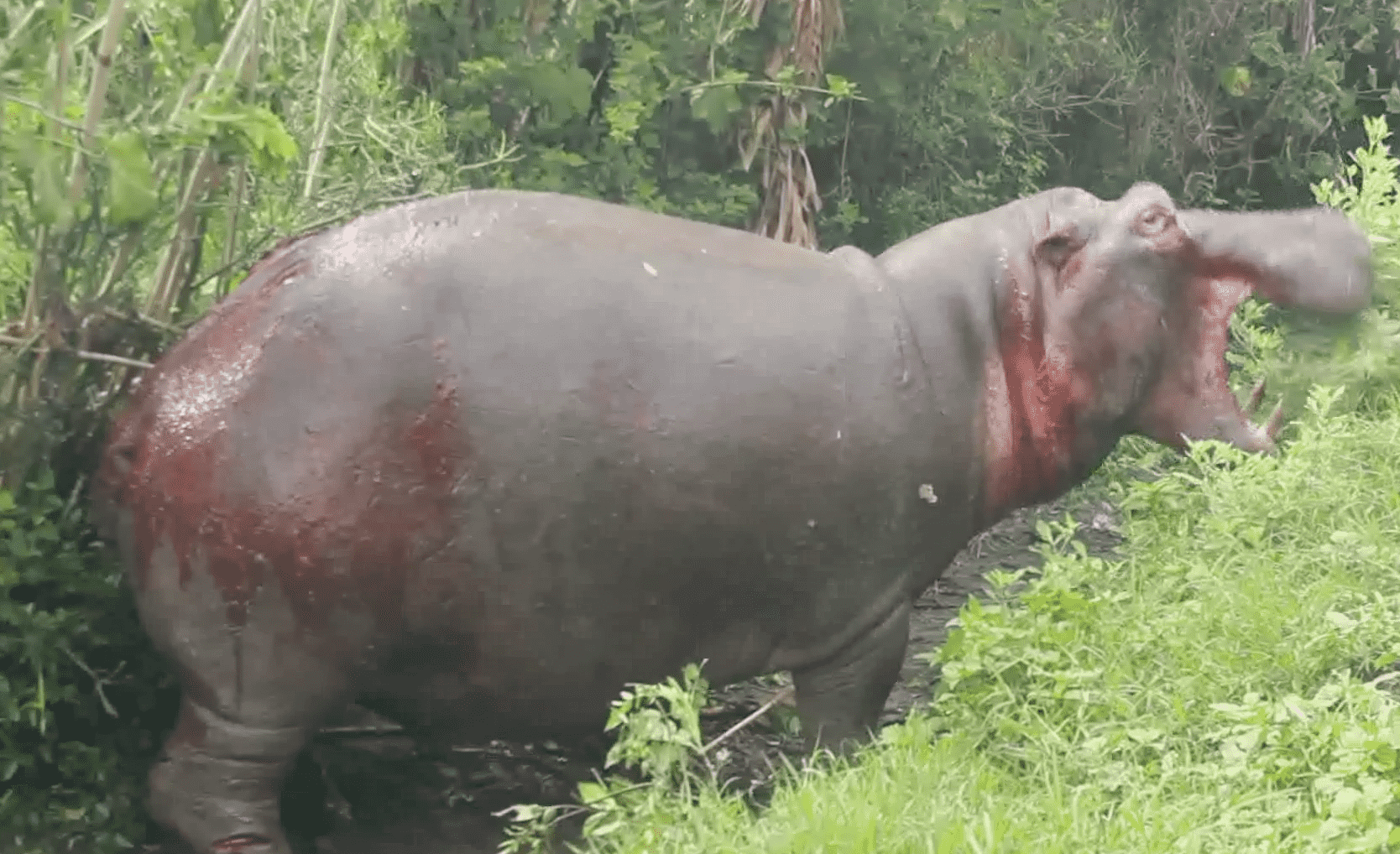 Hippos killing people in western Uganda
