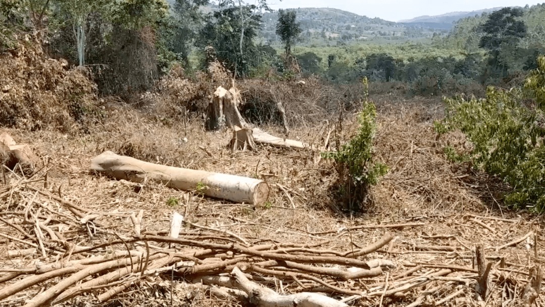  DEFORESTATION GETING OUT OF HAND, MPIGI RESIDENTS BLAME IT ON NEMA AND NFA