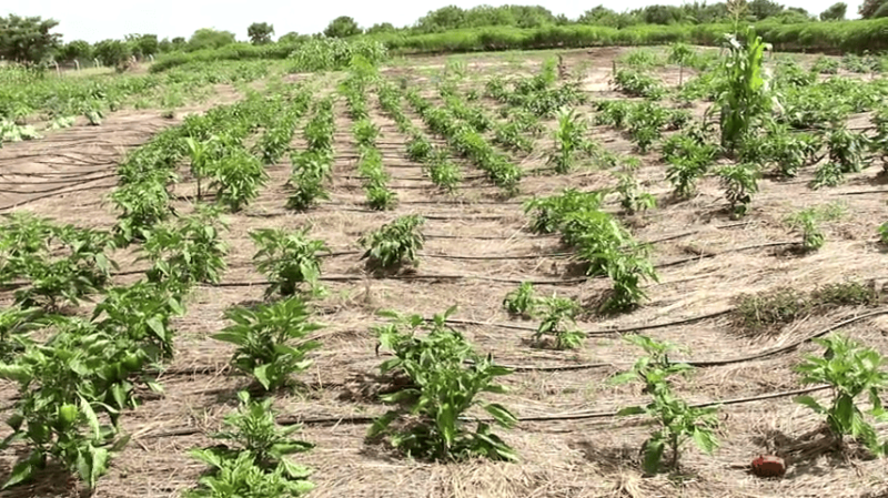 TotalEnergies EP Uganda commissioned a solar-powered irrigation system in Buliisa.