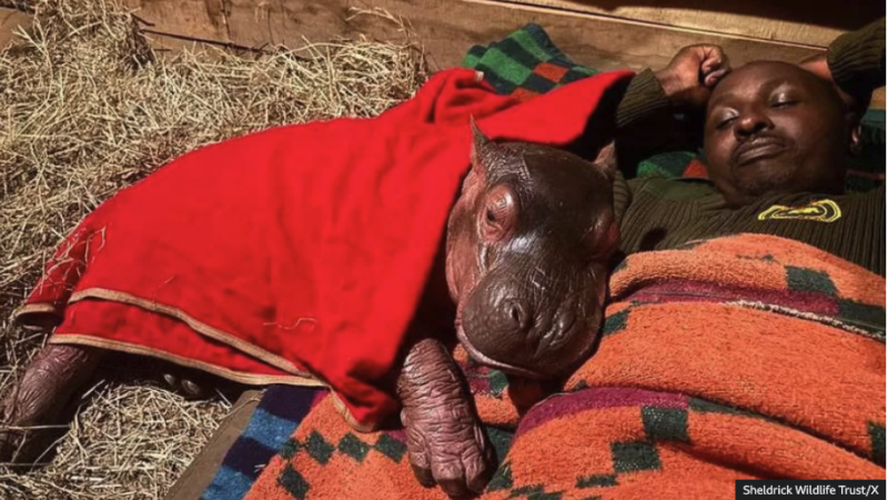 Orphaned baby hippo to be hand-reared by keepers at Kenya sanctuary