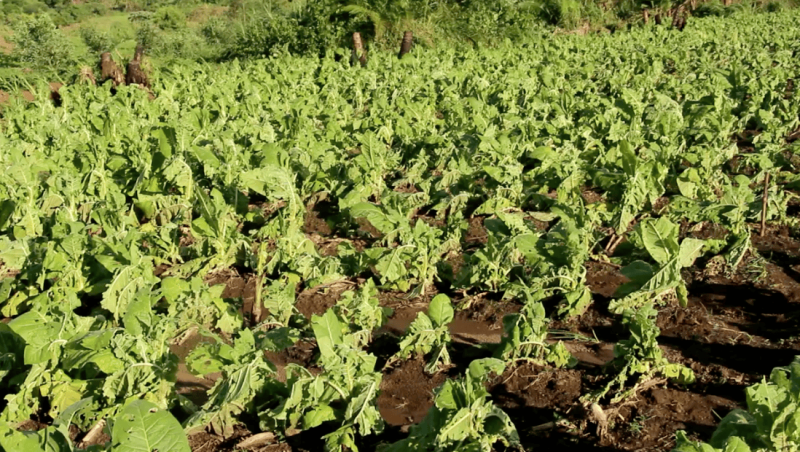 Over 500 Hectares Of Crops Destroyed By Hailstorm  In Hoima District