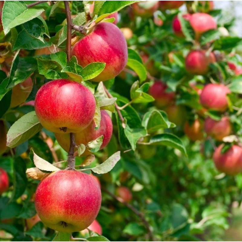 APPLE FARMERS DECRY LACK OF TRANSPORT AND MARKET