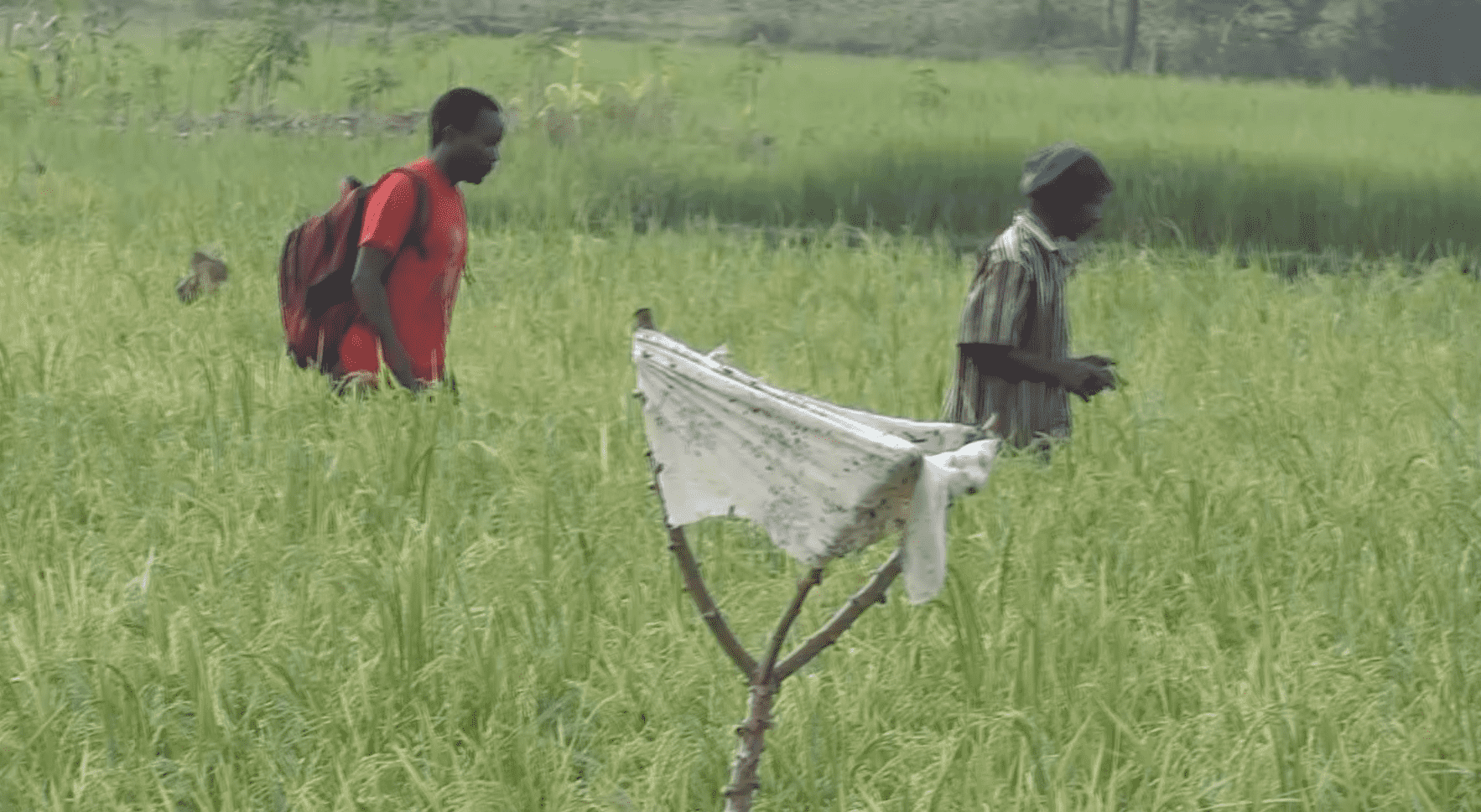 Butalejja rice farmers vow not leave wetlands